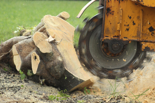 tree stump grinding removal basics