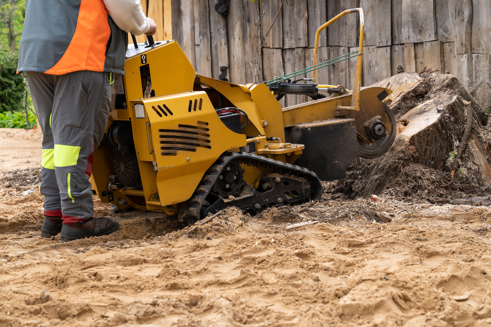 Tree Stump Grinding Vs. Removal: Root, Replanting and Cost Factors