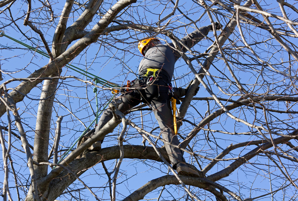 Tree Pruning Types: Dead Pruning, Crown Pruning, Thinning