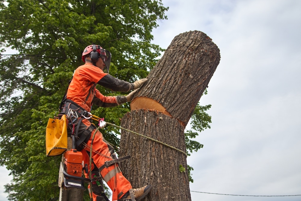 Tree Removal in Clearwater, FL: When to Call the Professionals