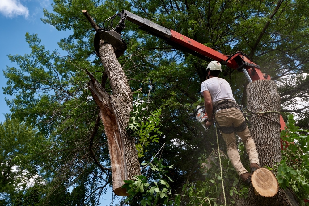 How to Safely Remove Trees in Largo, FL: A Homeowner’s Guide