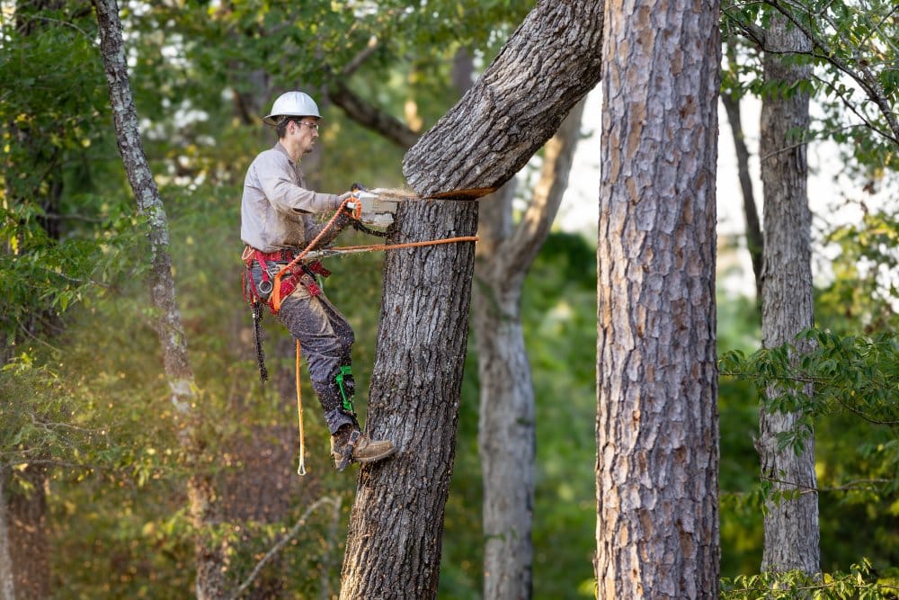 Tree Cutting in Clearwater, FL: When and Why You Should Cut Your Trees