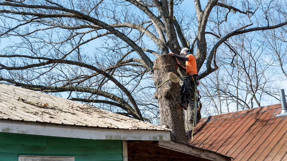 Expert Tree Services in Seminole, FL: Why Choosing a Reliable Company Matters