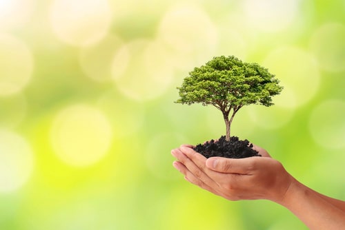 Complete Tree Care Guide: From Planting to Maturity