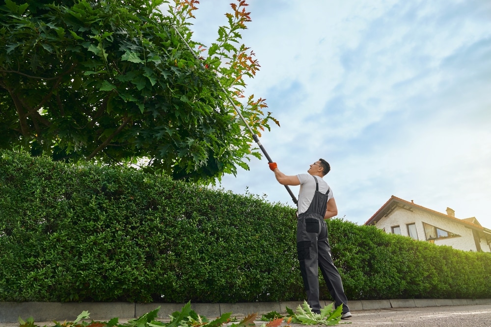 Tree Maintenance Checklist for Homeowners: Monthly & Seasonal Tasks
